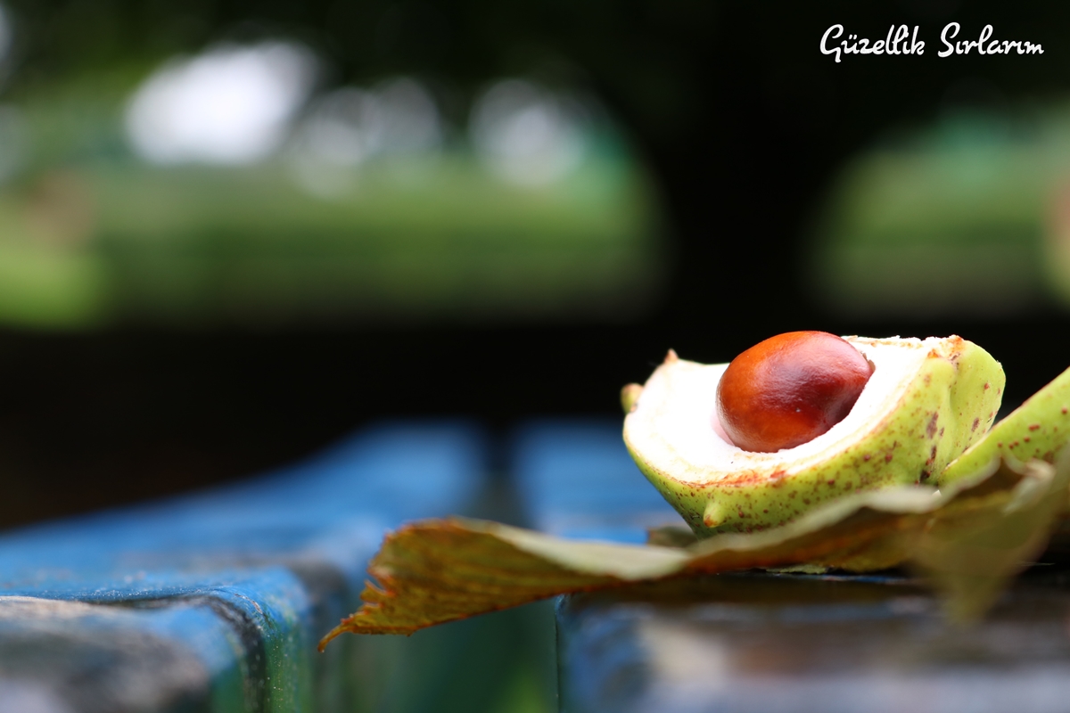 Photo of Avokado’nun Cilt Bakımına Etkisi Nedir