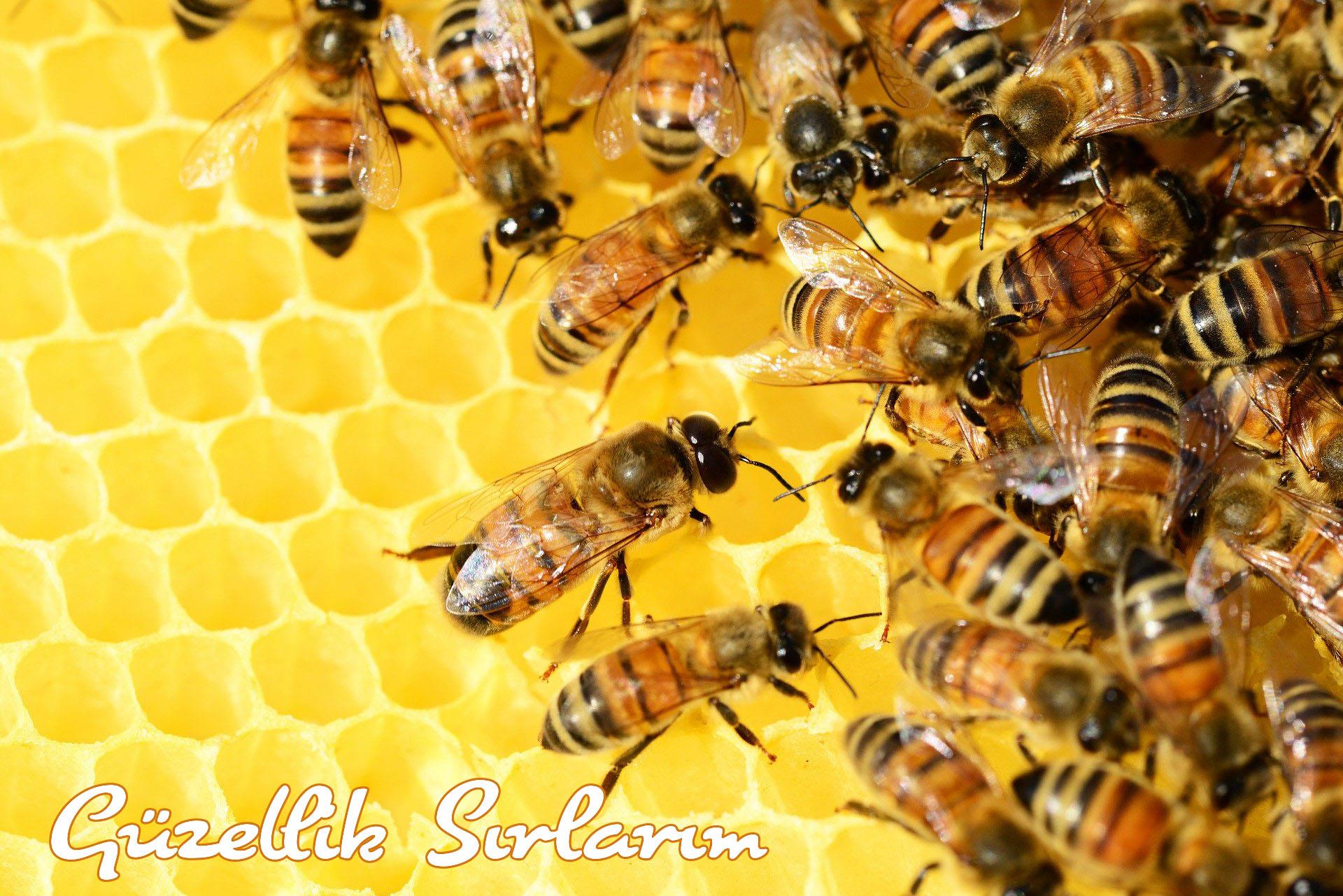 Her Derde Deva Propolis