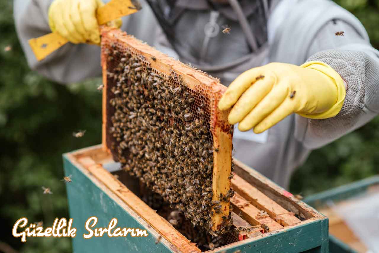 Propolis ve Arı Sütü Farkları Neler