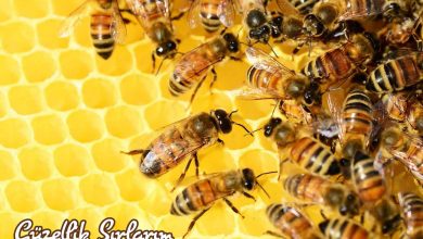 Photo of Propolis ve Arı Ürünleri Şifa Sunuyor
