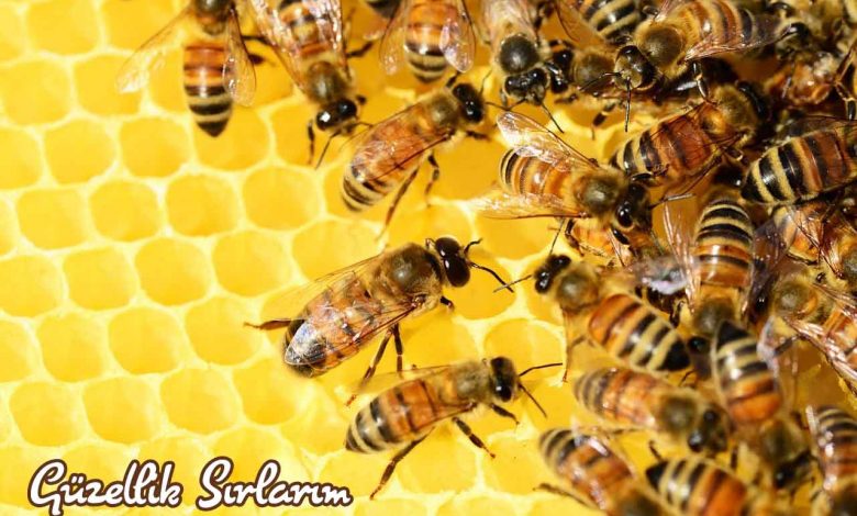 Photo of Propolis ve Arı Ürünleri Şifa Sunuyor