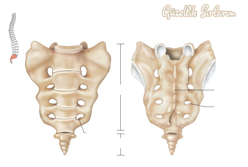 Sacrum Ve Cocygs