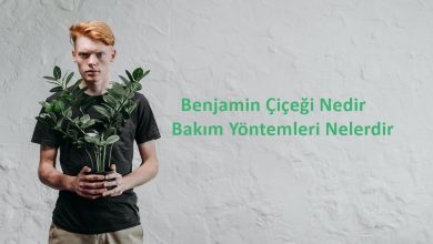 Photo of Benjamin Çiçeği Nedir