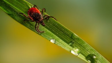 Photo of Lyme Hastalığı Nedir
