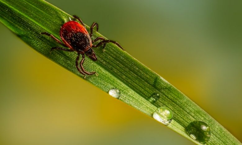 Lyme Hastalığı Nedir
