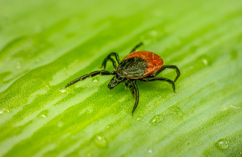Lyme Hastalığı Tedavisi