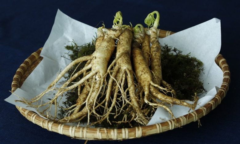Ginseng Nedir Faydaları Nelerdir